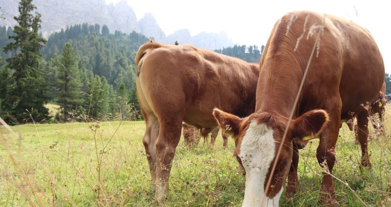 Nachhaltig-fair-bio!
