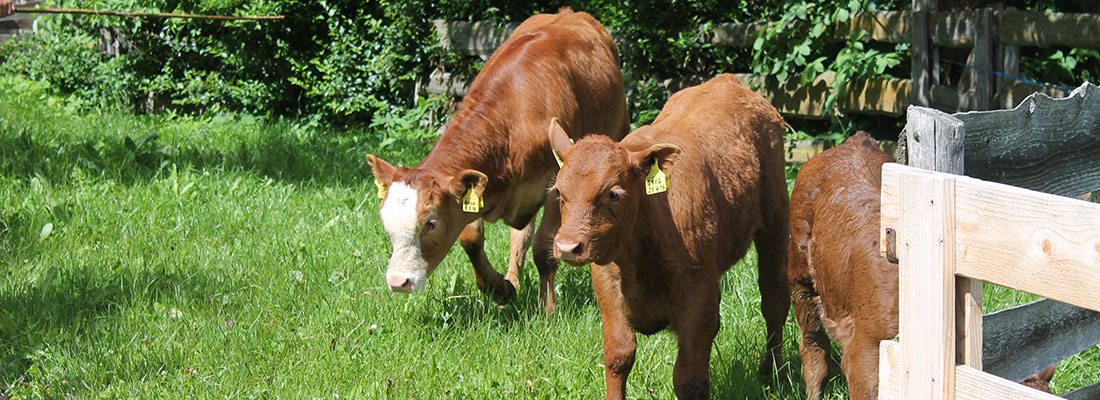 Carne da animali cresciuti con la madre